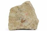 Red Selenopeltis Trilobite - Fezouata Formation #260366-1